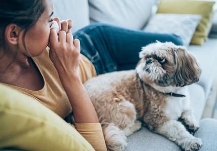 A brown-and-white Shih Tzu looks at their human pet parent as they sneeze