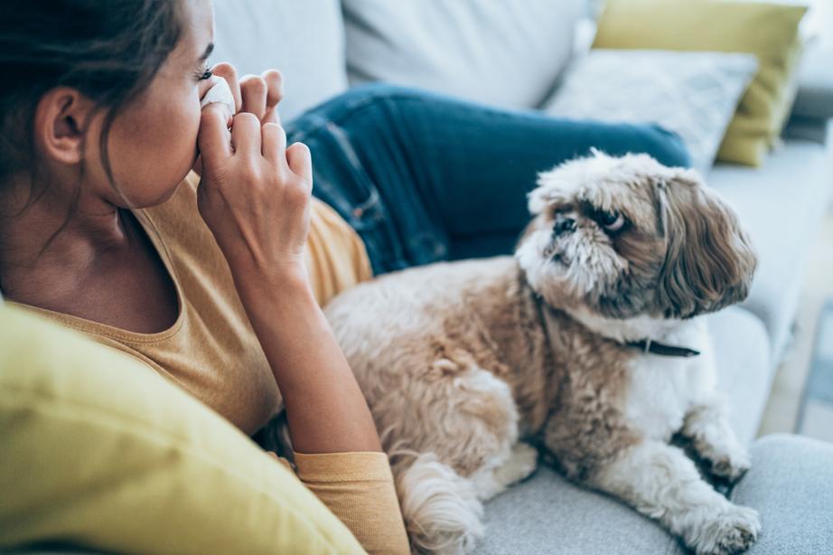 A brown-and-white Shih Tzu looks at their human pet parent as they sneeze