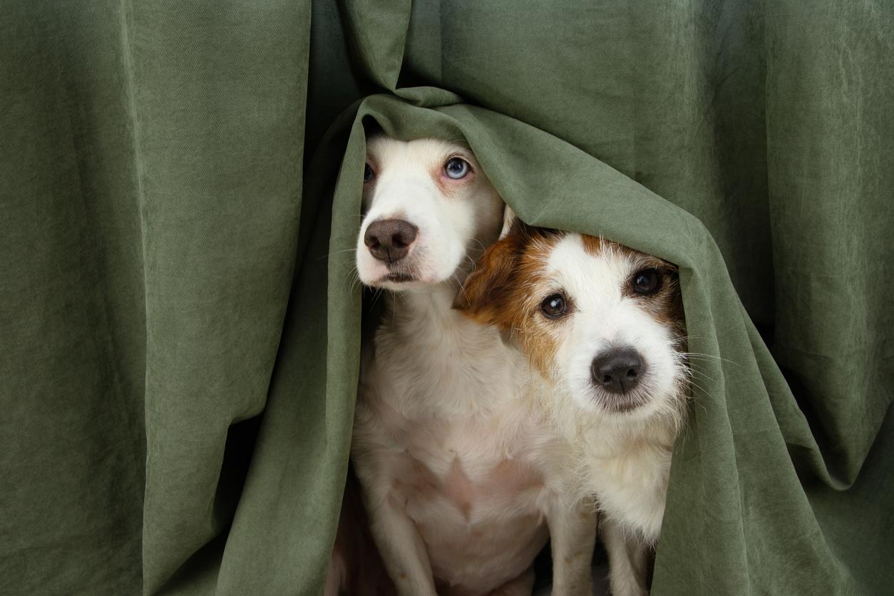 Two dogs hide under a set of green curtains