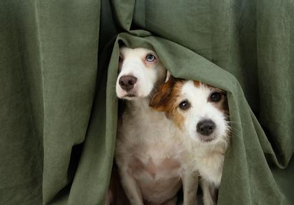 Two dogs hide under a set of green curtains
