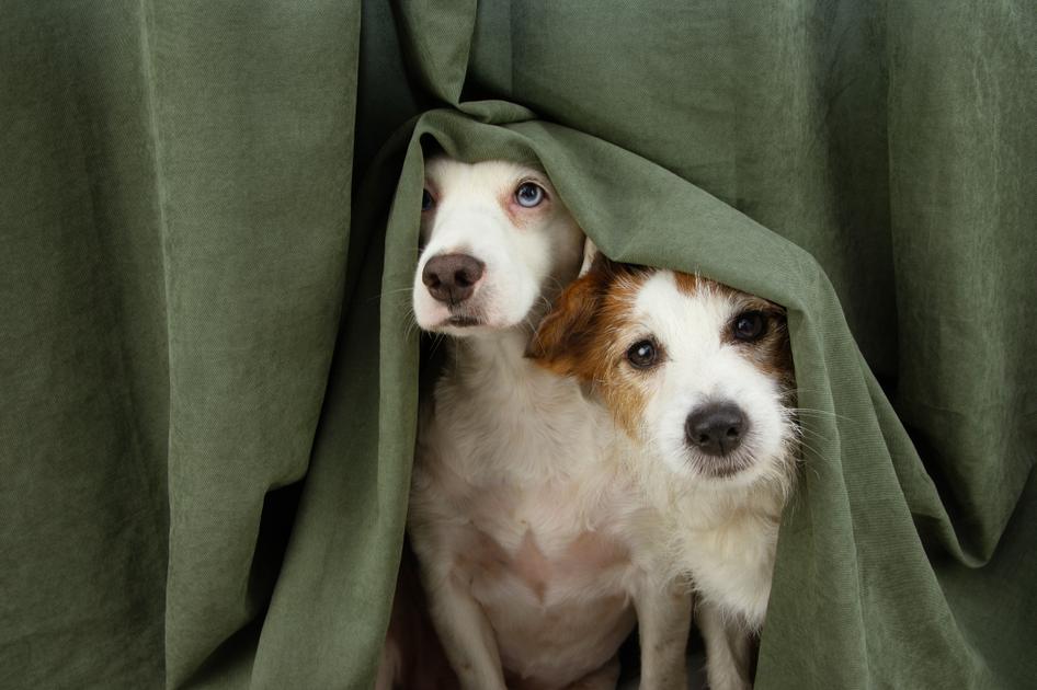 Two dogs hide under a set of green curtains