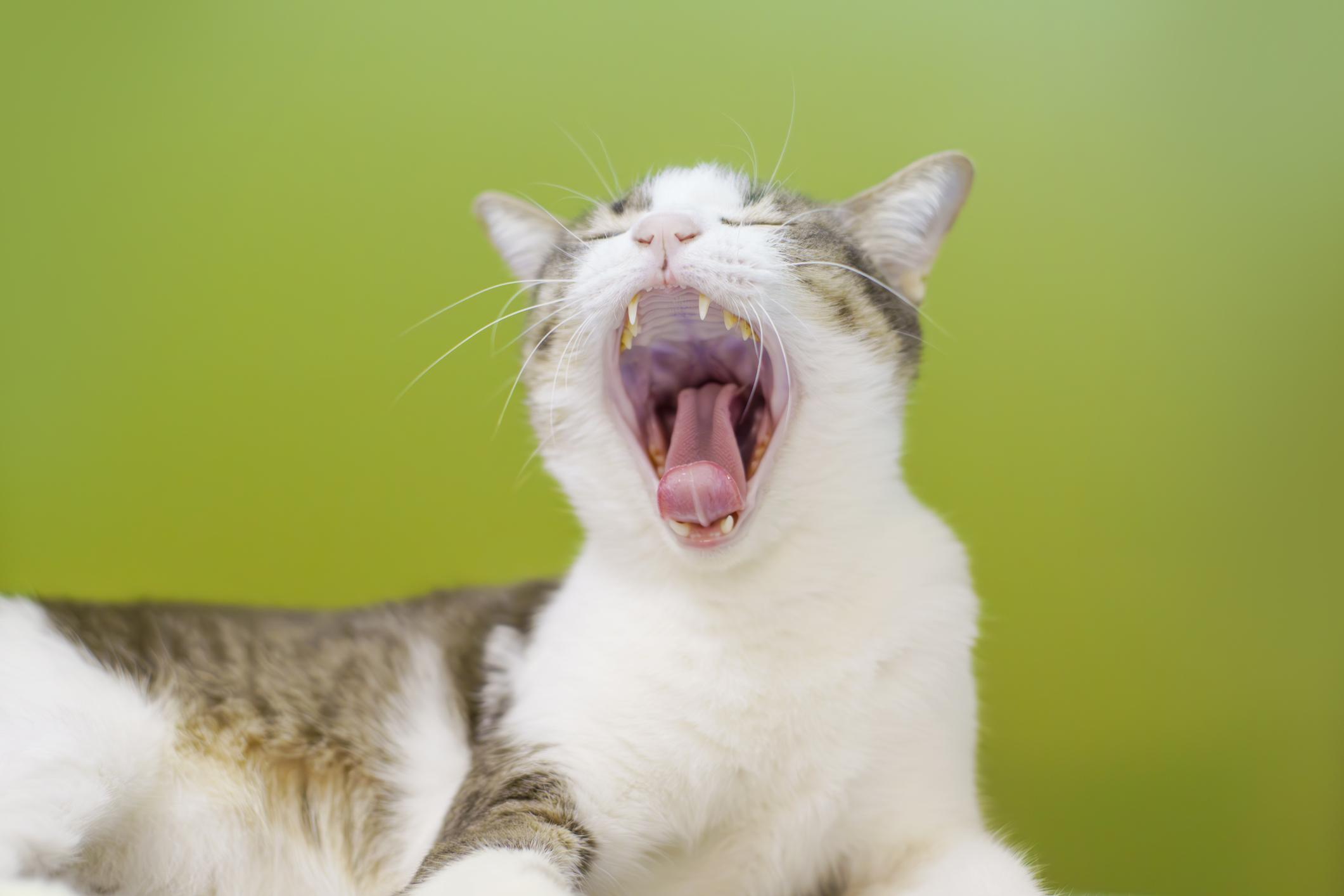 Cat yawning widely, showing its teeth and tongue, against a soft green background.