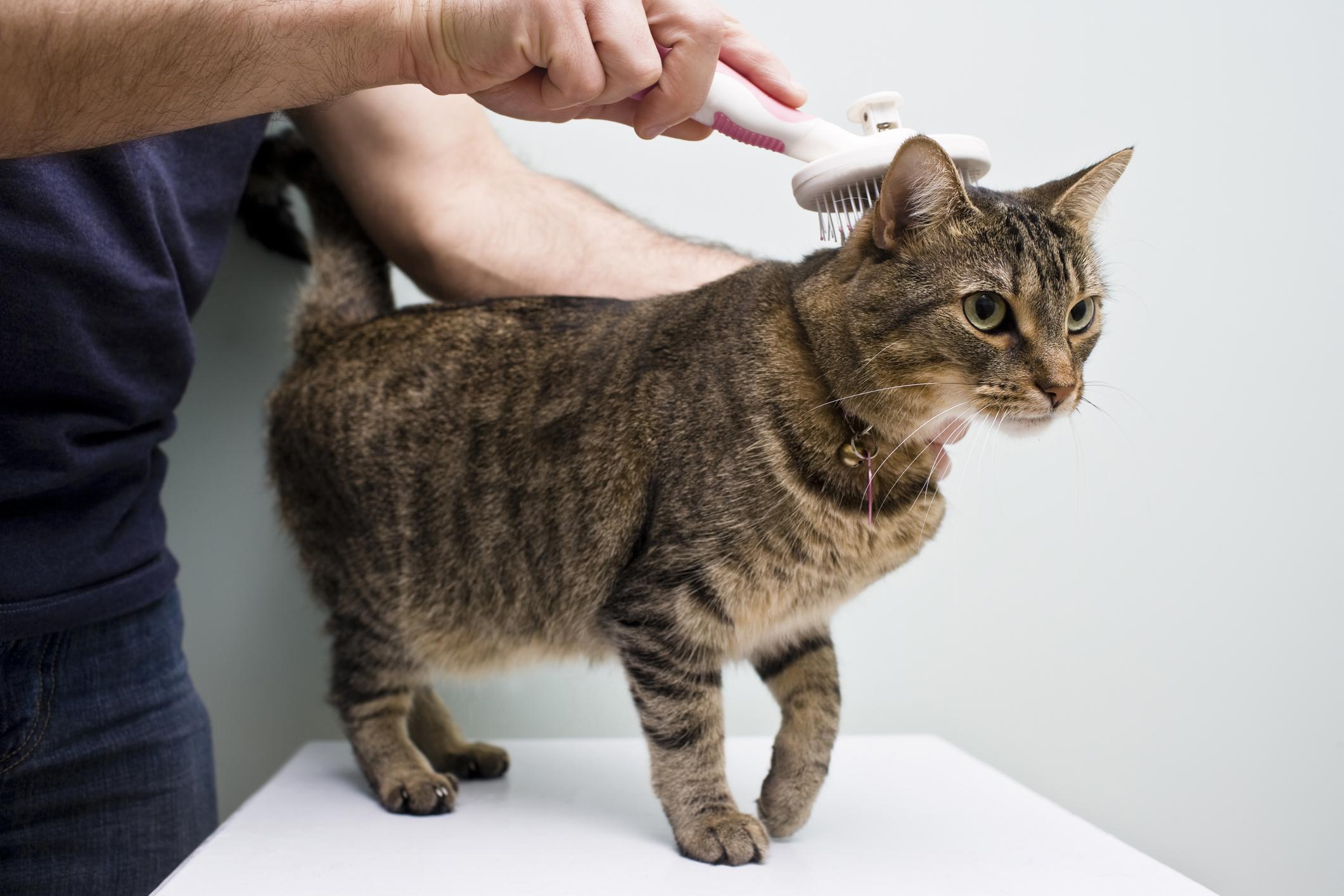 A cat being groomed with a brush on a table, held gently by a person in a dark shirt.