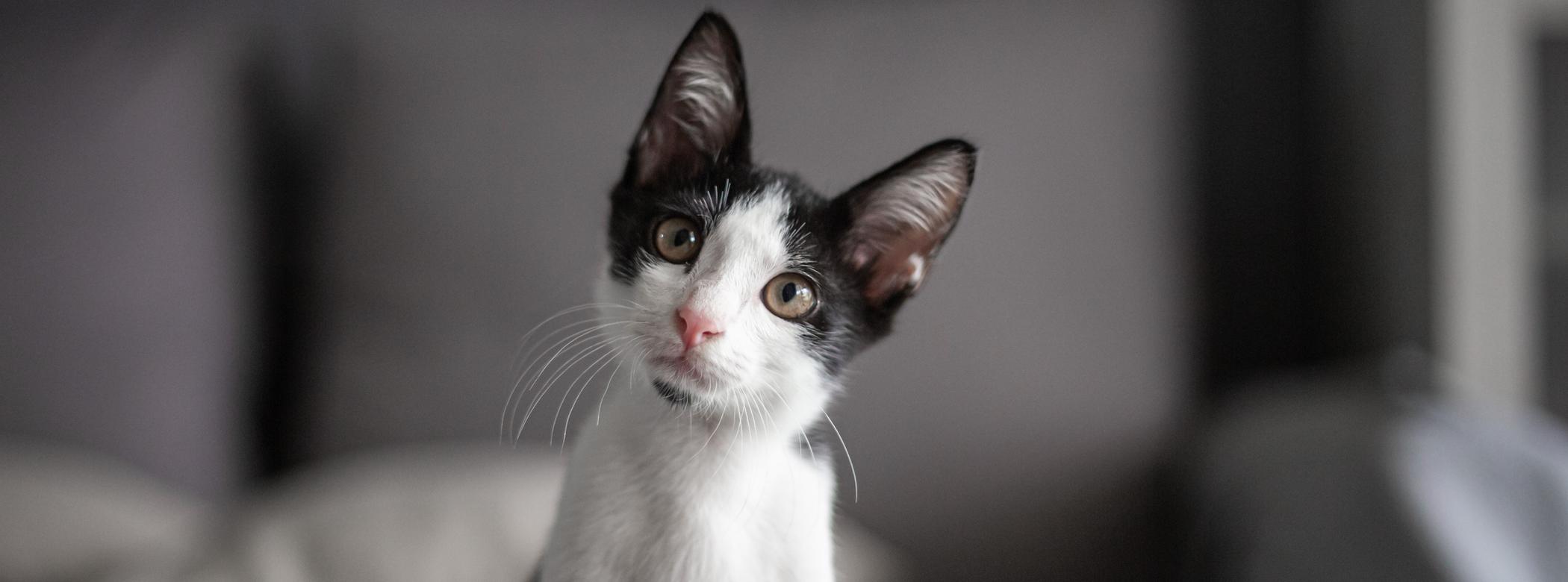 Black-and-white kitten looking into the camera and tilting their head to the left