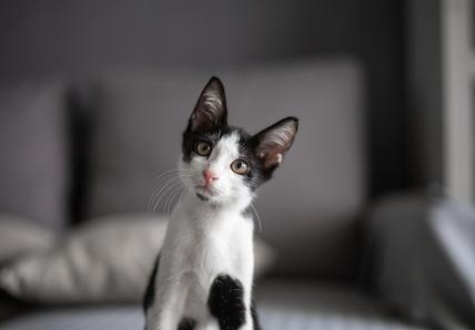 Black-and-white kitten looking into the camera and tilting their head to the left