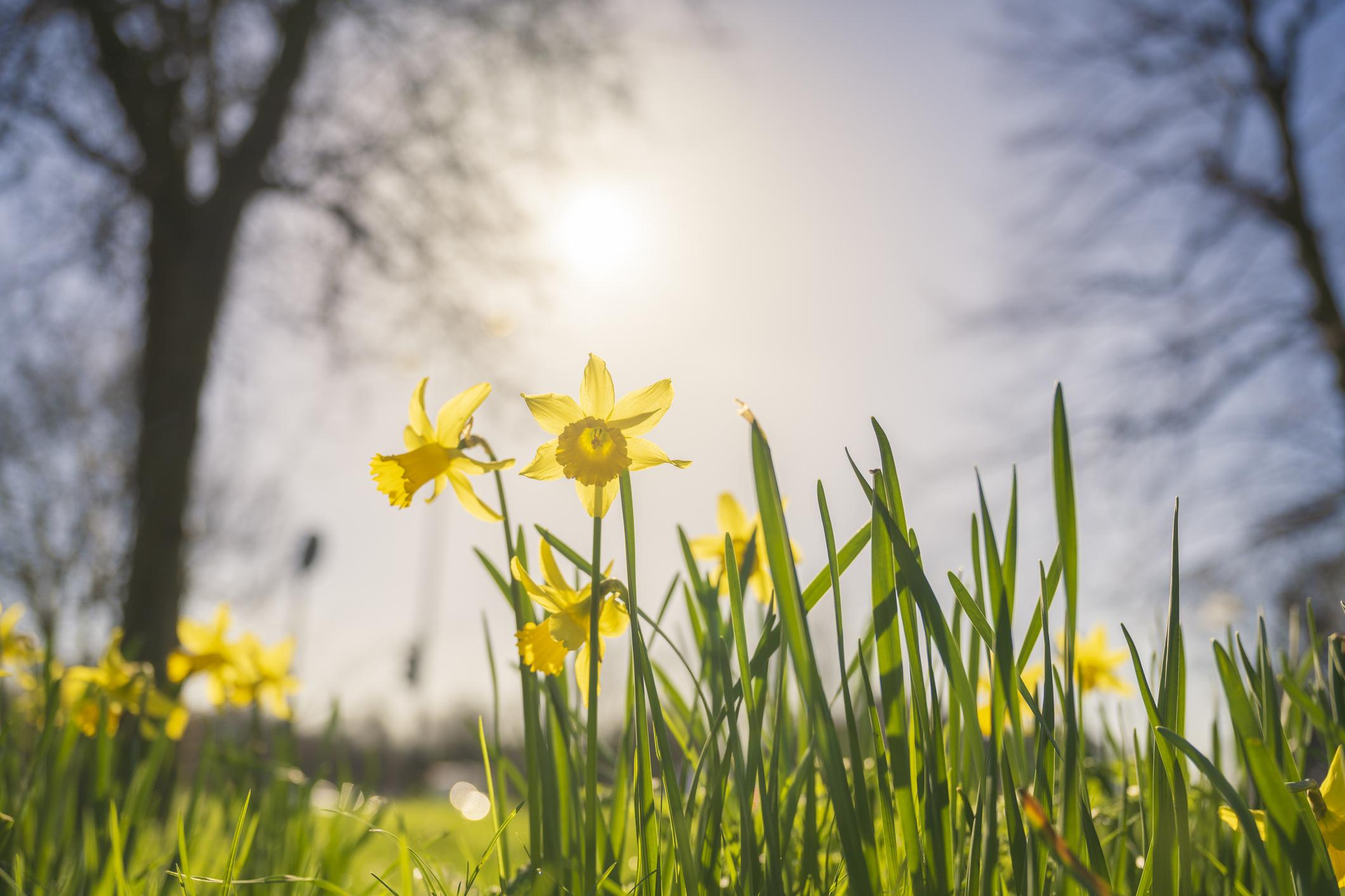 Yellow daffodils bloom under a bright sun, surrounded by lush green grass and silhouetted trees in the background.