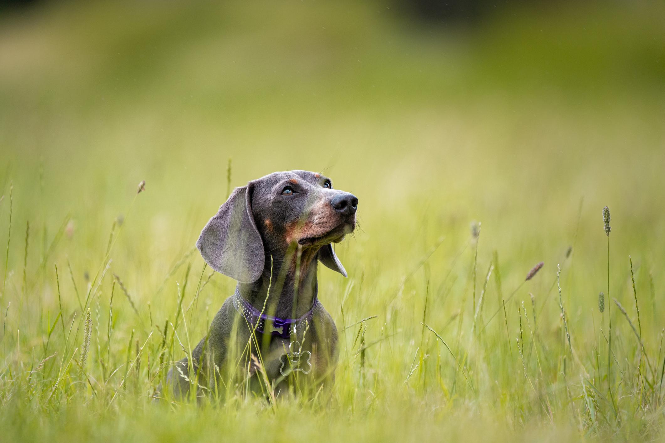 A grey Dachshund with a purple collar sits in tall grass, gazing upward with a serene expression.