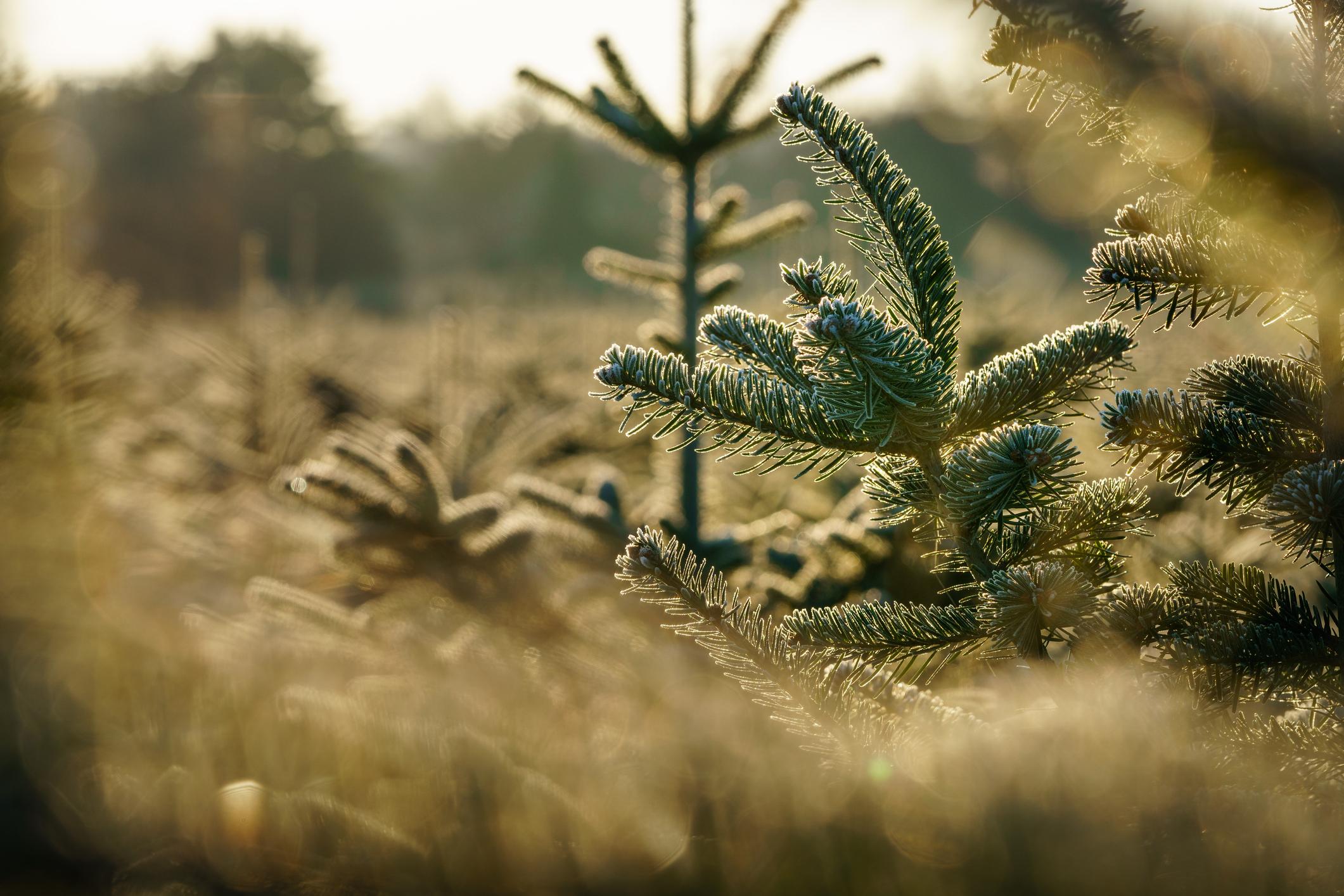 A close-up of trees in a Nordmann Fir forest