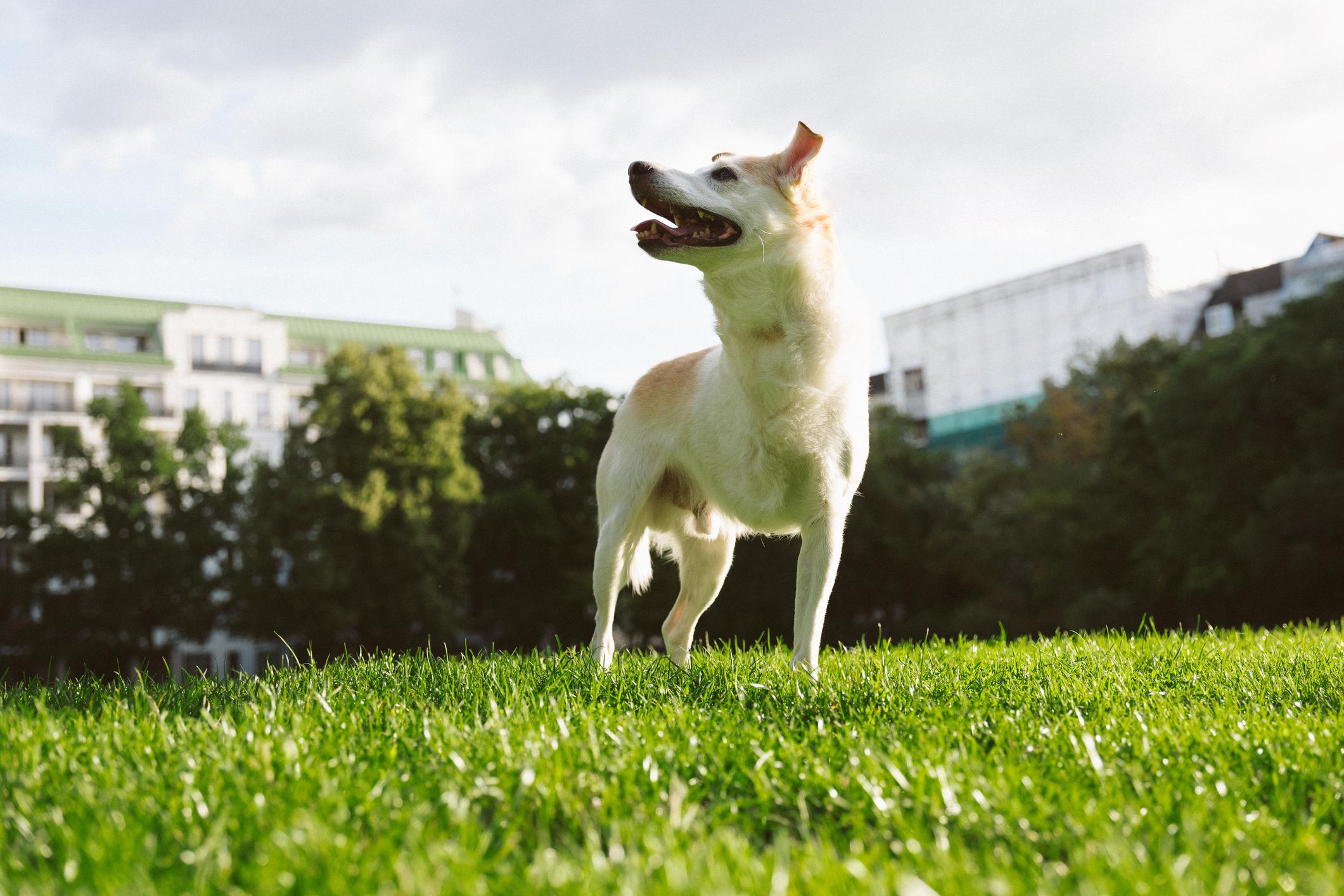 Happy dog standing on a lush green lawn with trees and buildings in the background on a sunny day.
