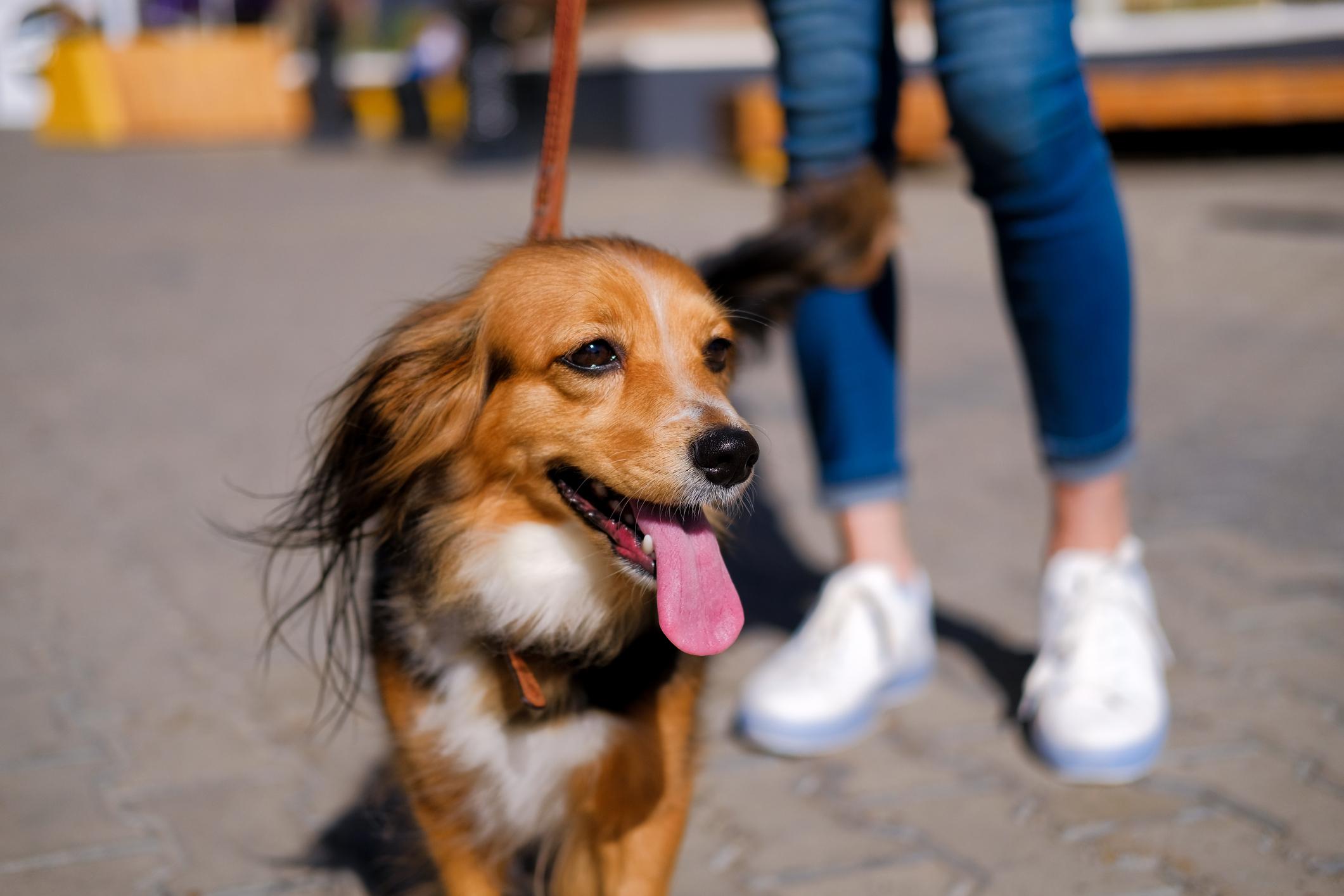 Happy dog on a leash, panting with tongue out, stands beside a person wearing jeans and white sneakers on a sunny day.
