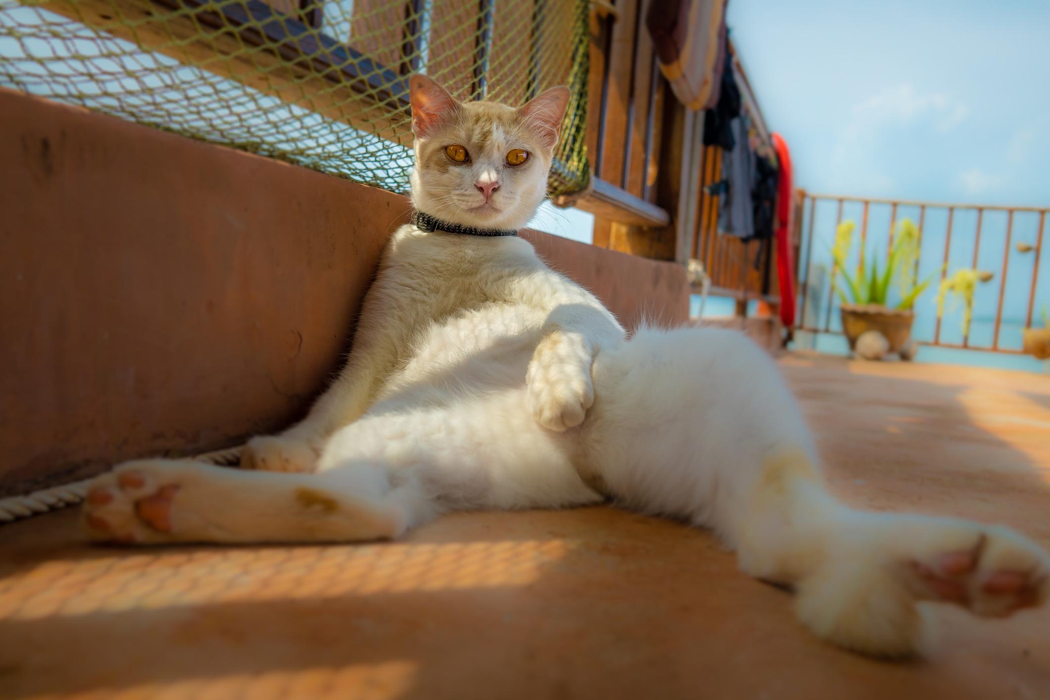 Relaxed cat lounging on their back on a sunny terrace, propped against a wall, gazing intently forward.