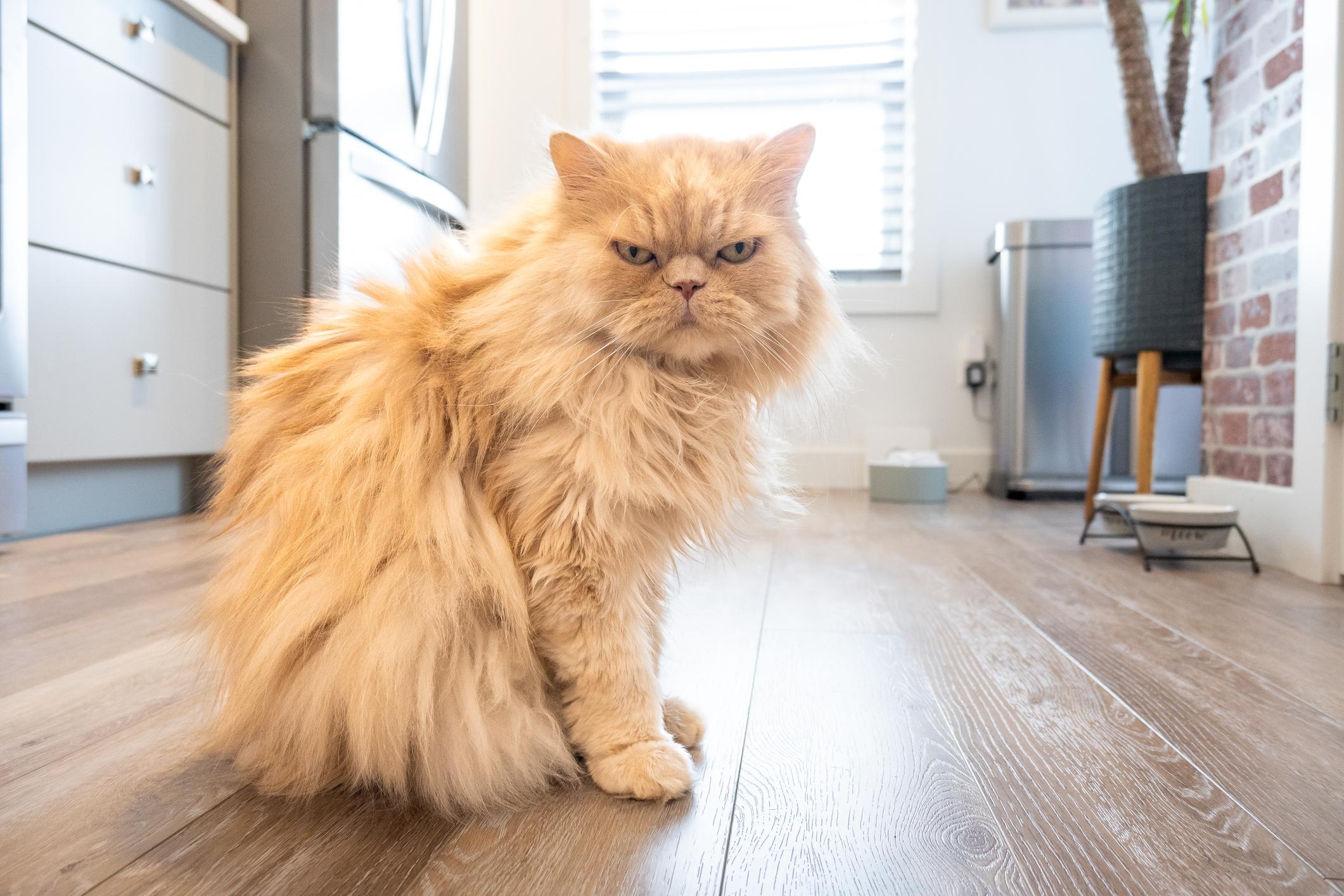Fluffy ginger cat sitting on a wooden floor in a modern kitchen, looking towards the camera with a serious expression.