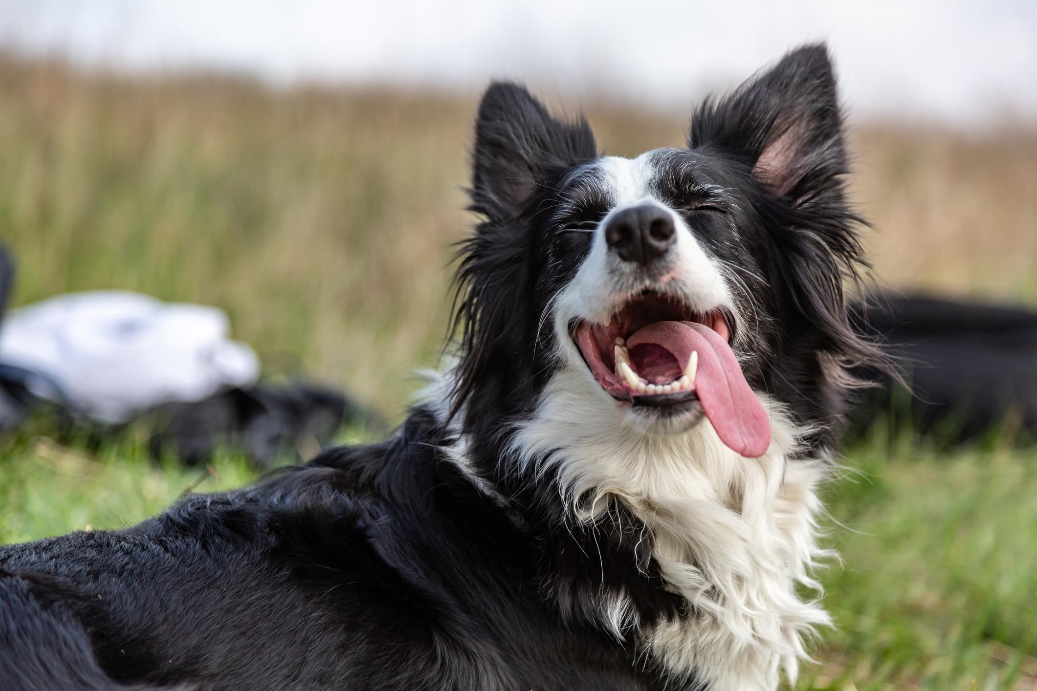A happy black and white dog with its tongue out, lying on grass in a field.