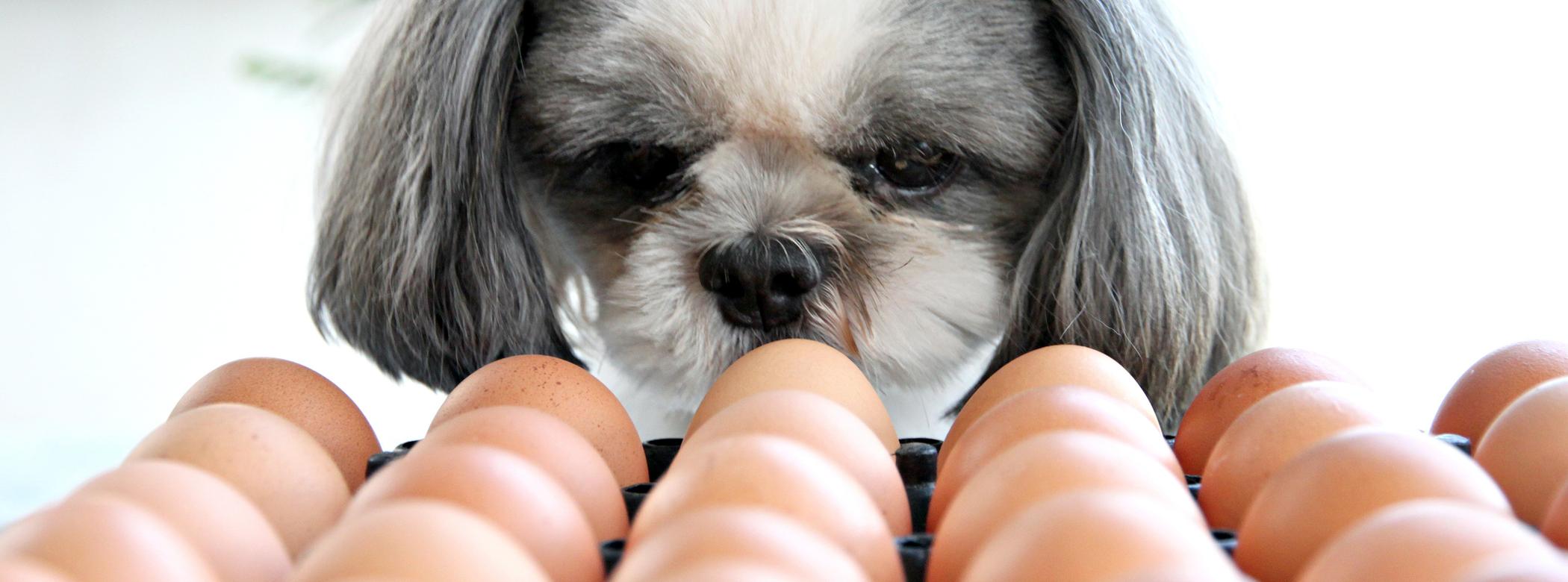 A small dog with gray and white fur sniffs a tray full of brown eggs, appearing curious.