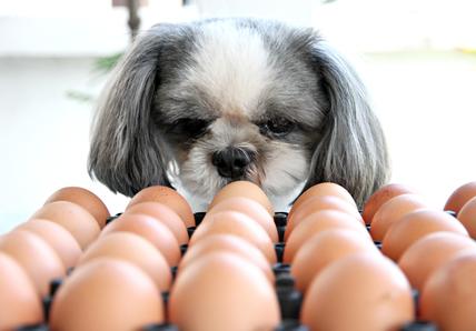 A small dog with gray and white fur sniffs a tray full of brown eggs, appearing curious.