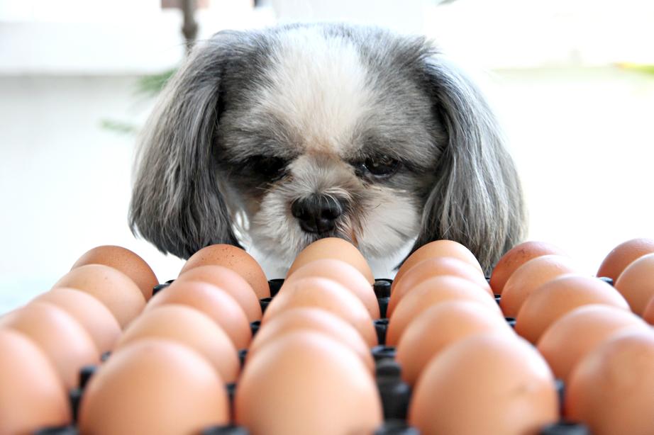 A small dog with gray and white fur sniffs a tray full of brown eggs, appearing curious.