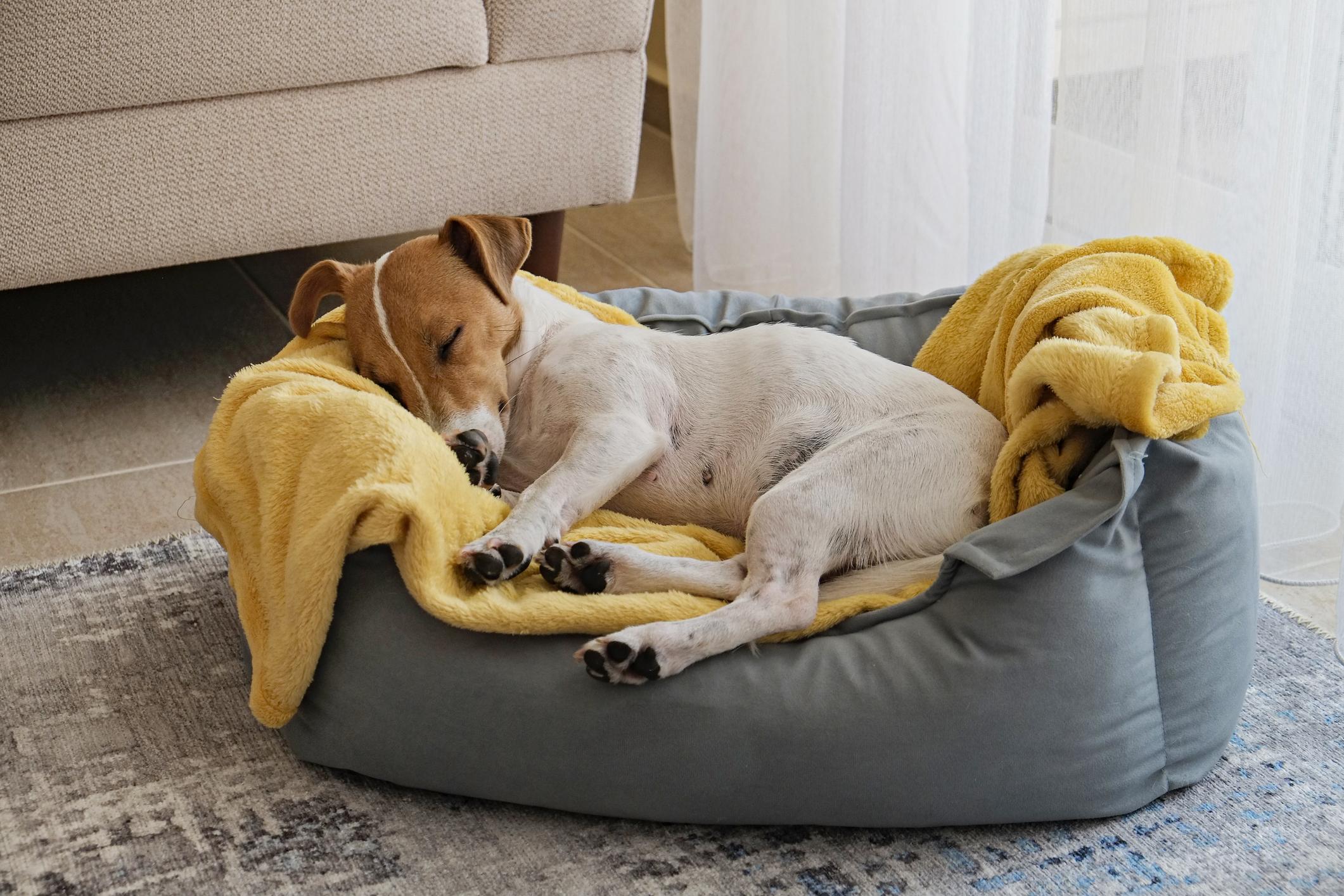A sleeping Jack Russell lays in a grey bed with a yellow blanket