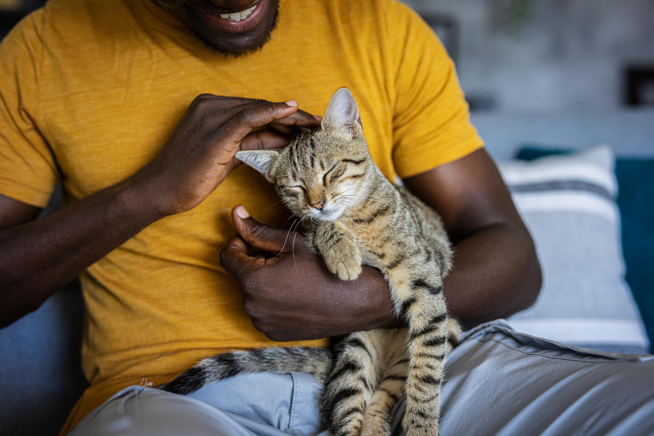 A man pets their cat on their head, the cat looks happy and has a brown-and-black striped coat