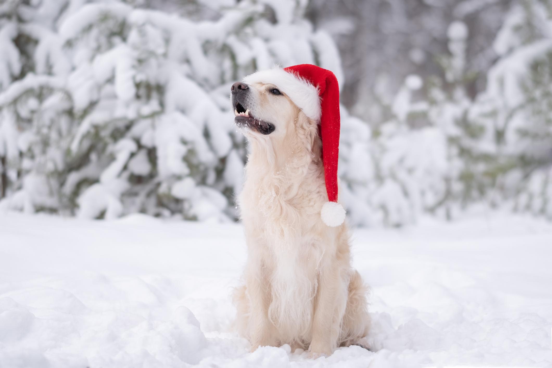 Golden Retriever out in the snow with a santa hat on