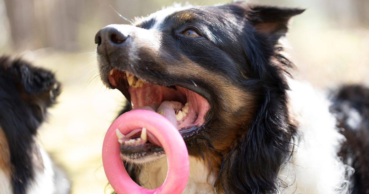 Can dogs be outside in 30 degree weather