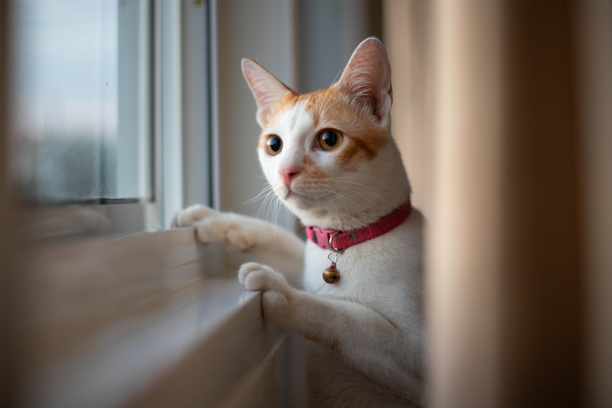 A ginger-and-white cat stars out of the window, they're standing on their hind legs