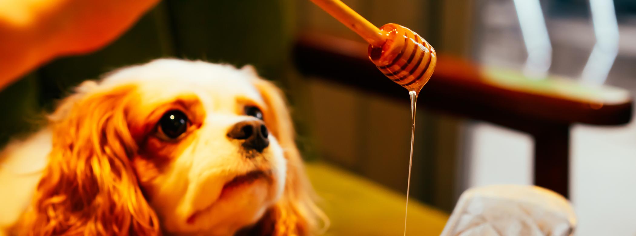 Dog watching honey drizzle over toast with almond slices in a skillet.