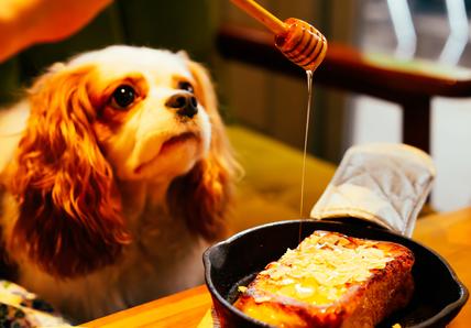 Dog watching honey drizzle over toast with almond slices in a skillet.