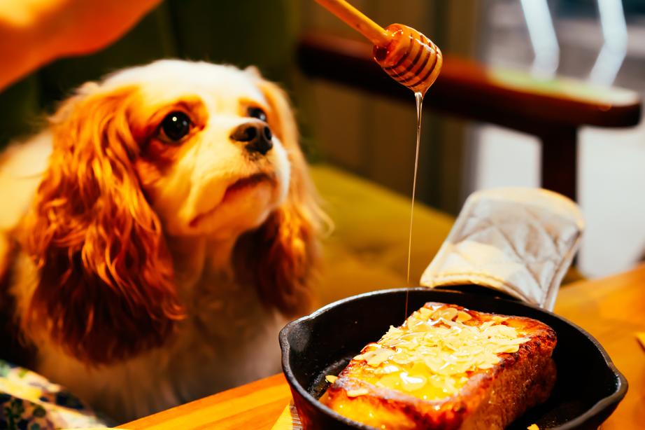 Dog watching honey drizzle over toast with almond slices in a skillet.