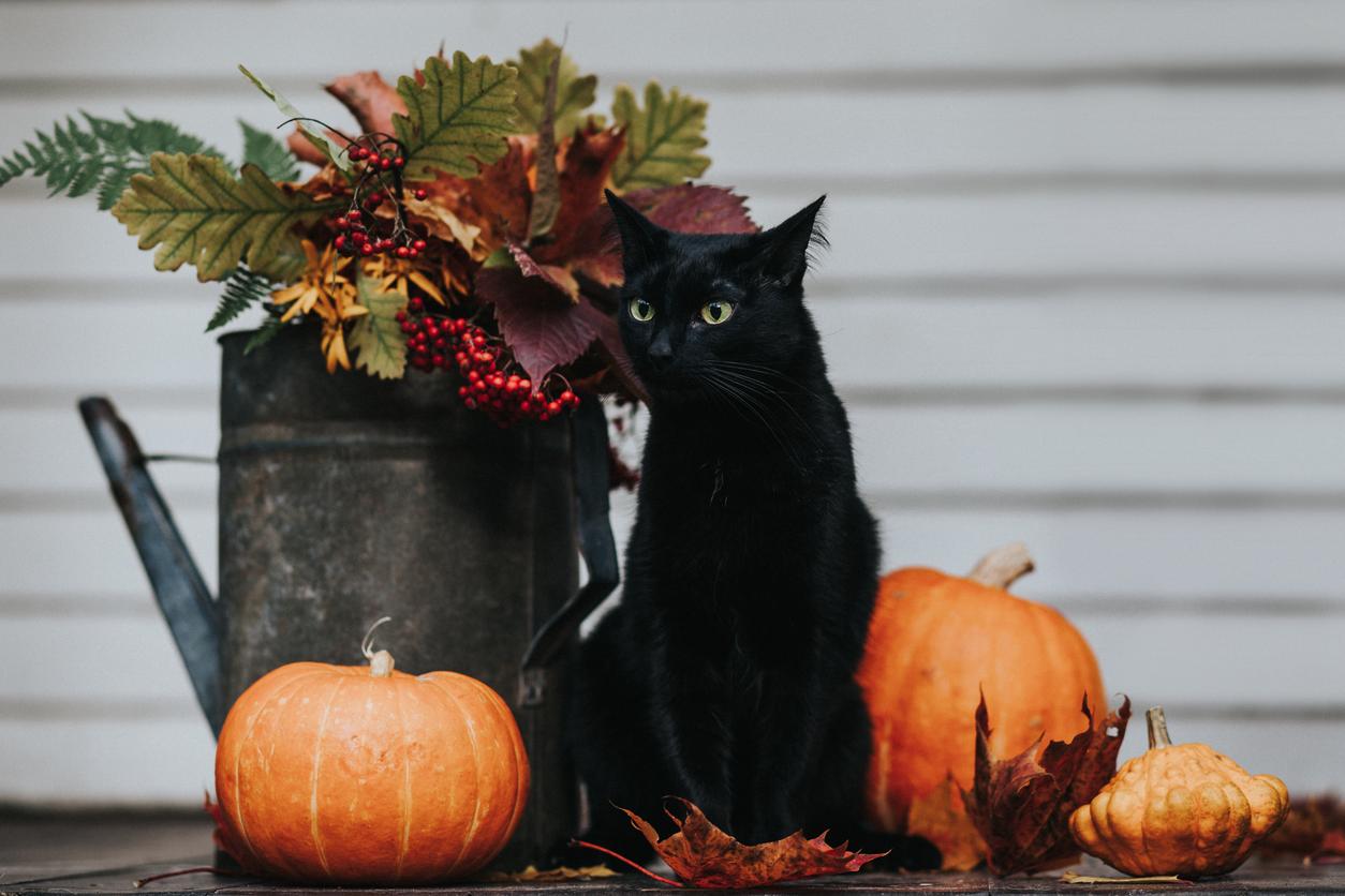 Black cat sitting next to a watering can with autumn plants and some small pumpkins