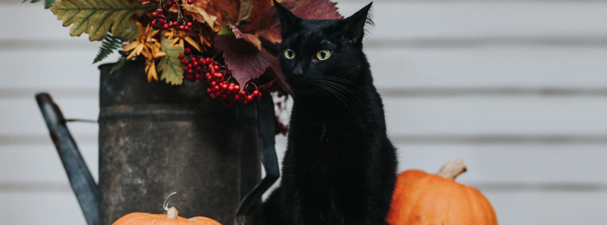 Black cat sitting next to a watering can with autumn plants and some small pumpkins