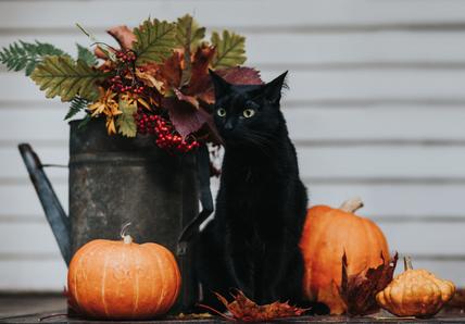 Black cat sitting next to a watering can with autumn plants and some small pumpkins