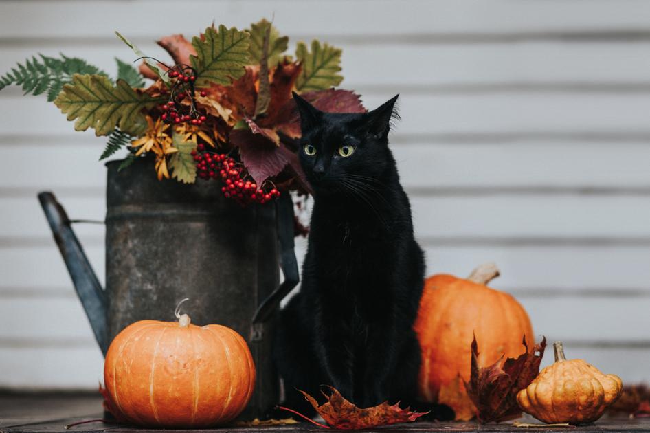Black cat sitting next to a watering can with autumn plants and some small pumpkins