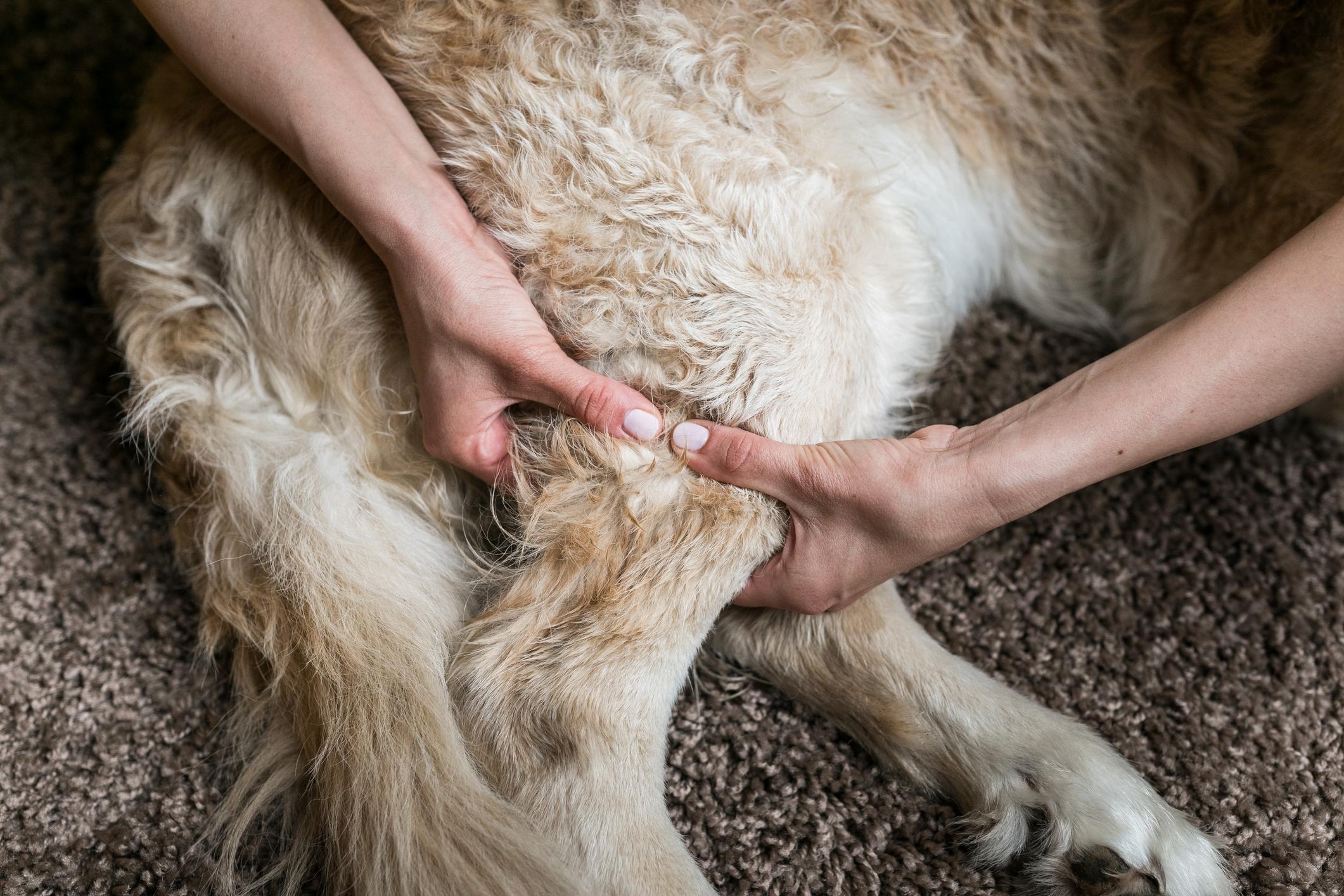 Hands gently massaging the rear leg of a fluffy, light-coloured dog lying on a brown carpet.