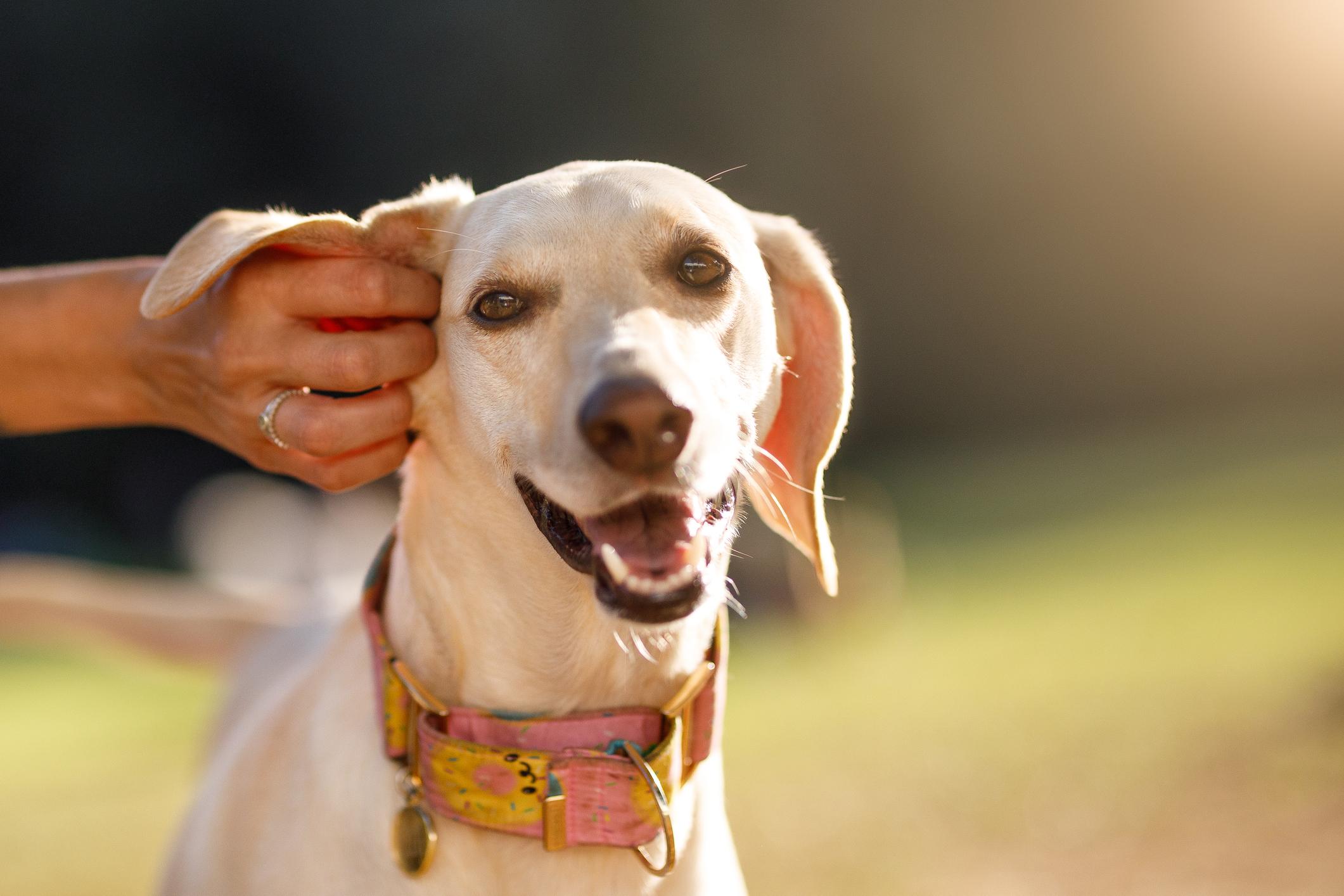 A happy dog with a colourful collar enjoys ear scratches from a person, basking in warm sunlight with a blurred background.