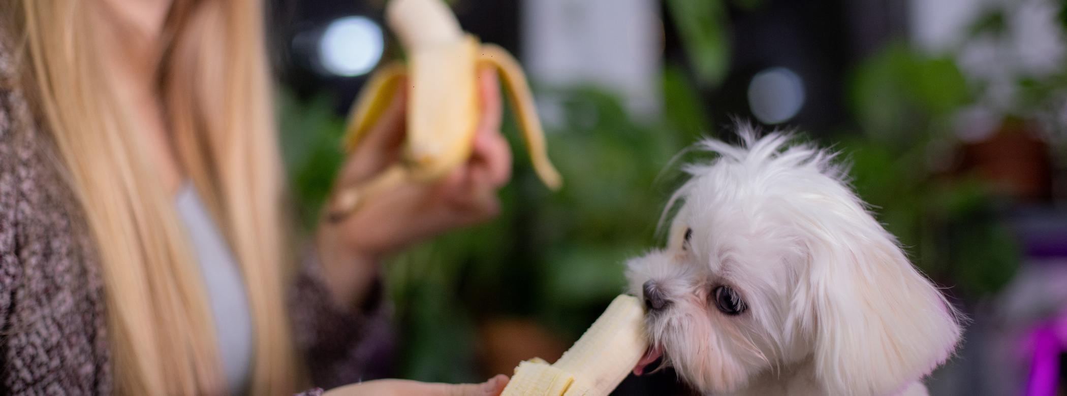 A woman holding a banana shares it with a fluffy white dog, with plants in the background.