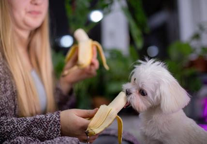 A woman holding a banana shares it with a fluffy white dog, with plants in the background.