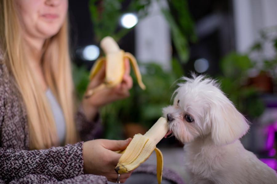 A woman holding a banana shares it with a fluffy white dog, with plants in the background.