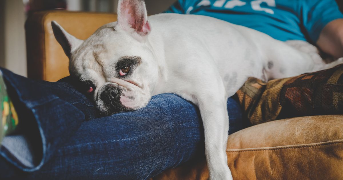 Why your dog loves laying on you ManyPets