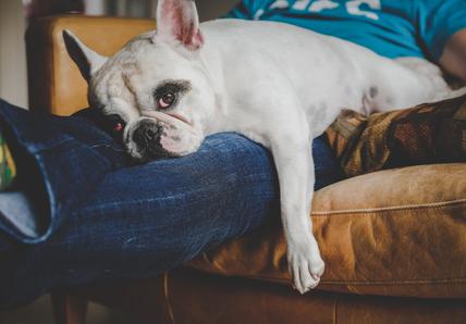 boston terrier laying on owner on top of couch