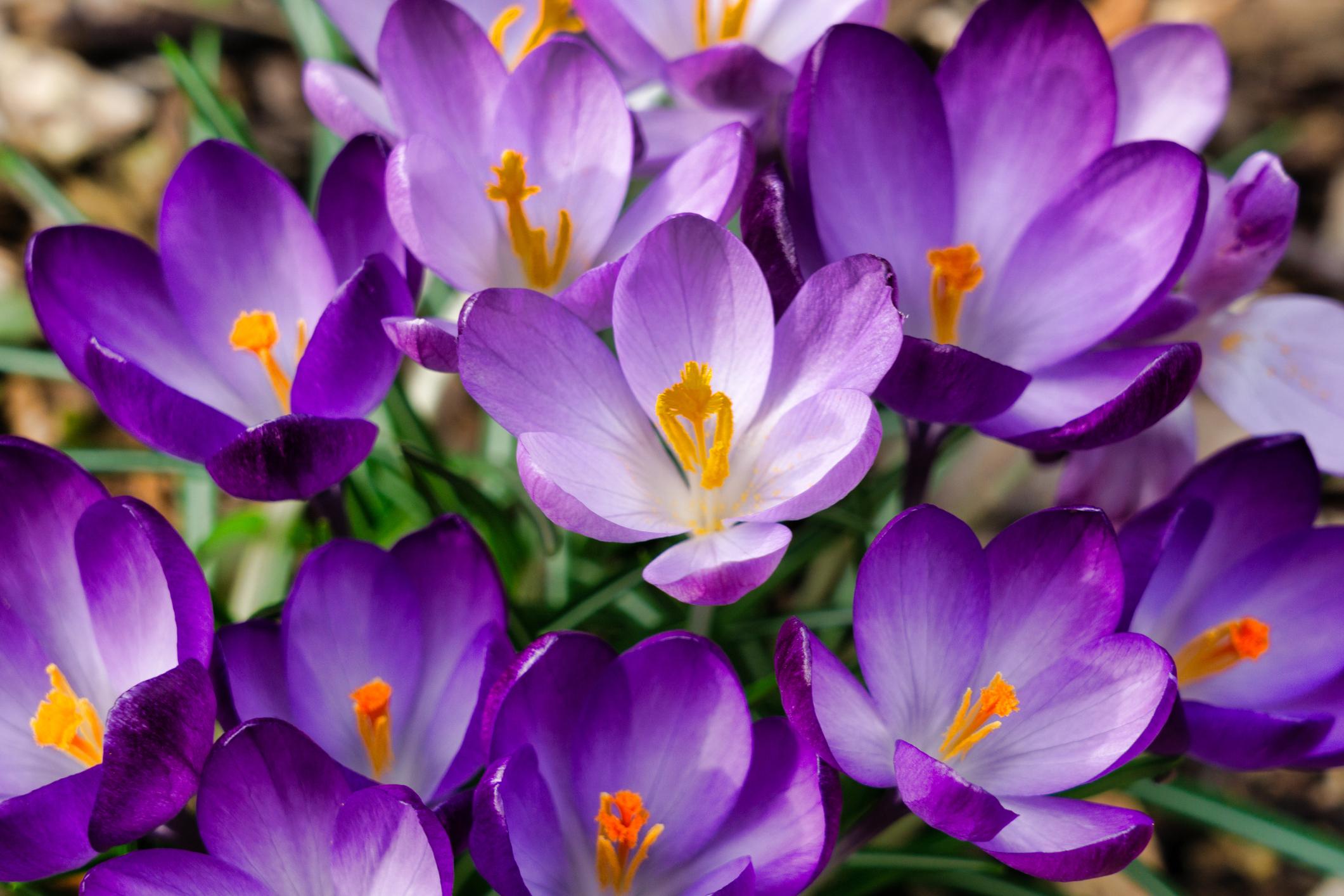 Purple crocus flowers with vibrant orange stamens bloom in a garden, surrounded by green foliage.