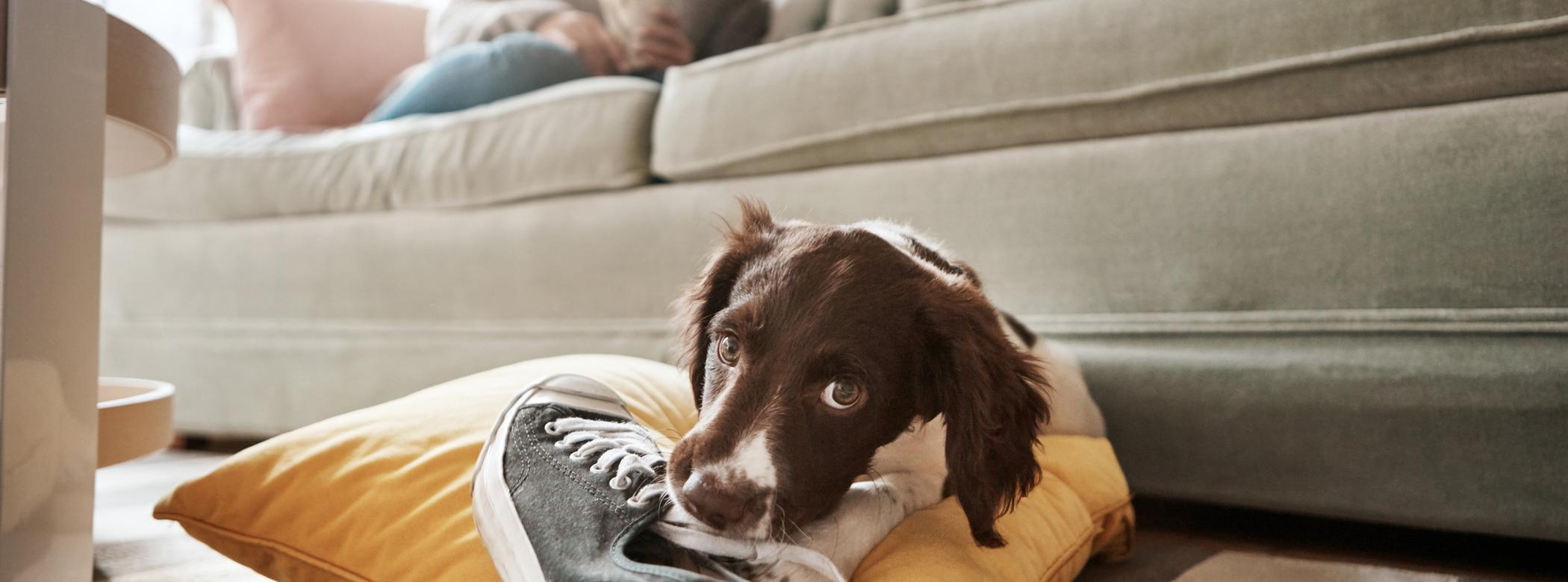 Springer Spaniel stares into the camera as they chew a shoe, their owner looks on behind them while sat on the couch