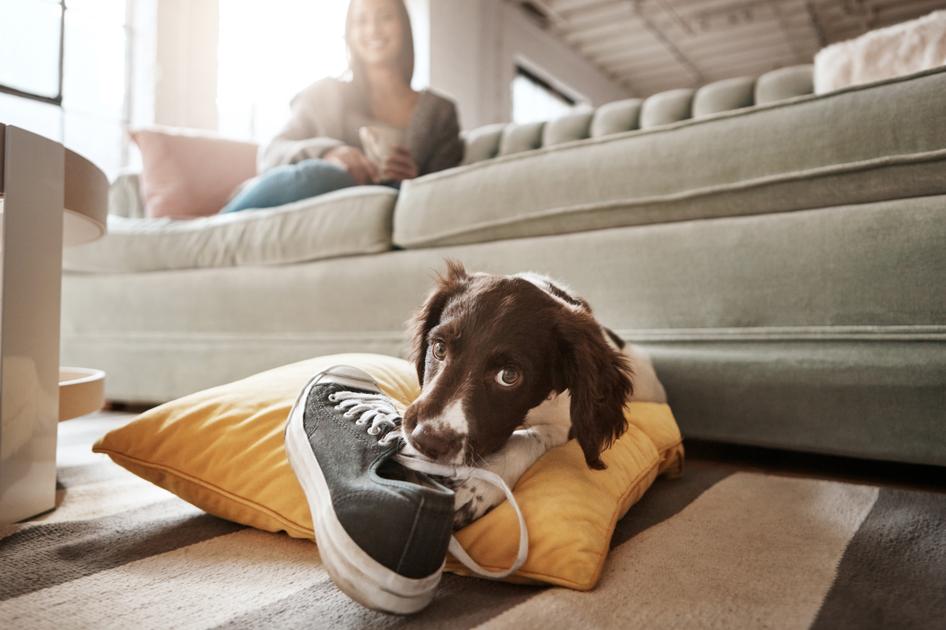 Springer Spaniel stares into the camera as they chew a shoe, their owner looks on behind them while sat on the couch