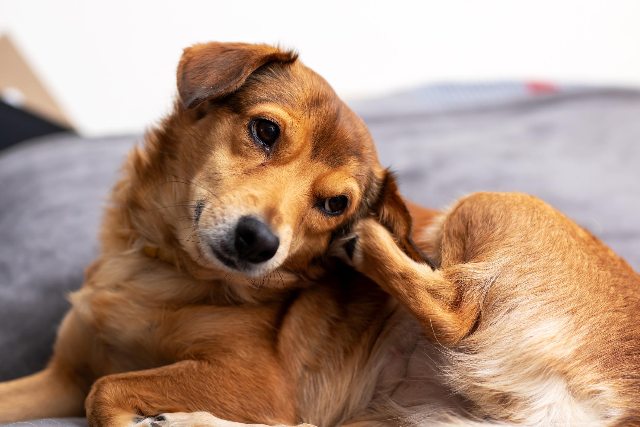 Brown dog lying on a gray blanket, scratching their ear with their hind leg. The dog's head is tilted, looking content and relaxed.
