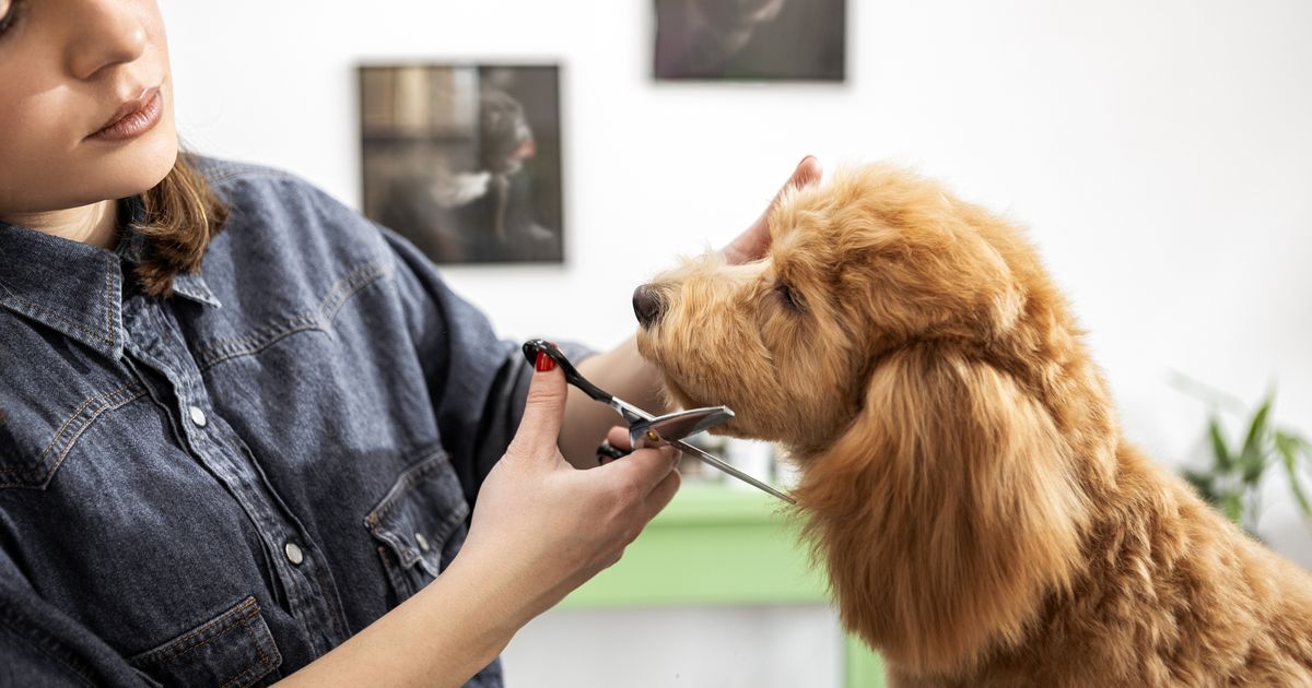 What is a Dog Groomer: Ultimate Guide to Pet Pampering Experts