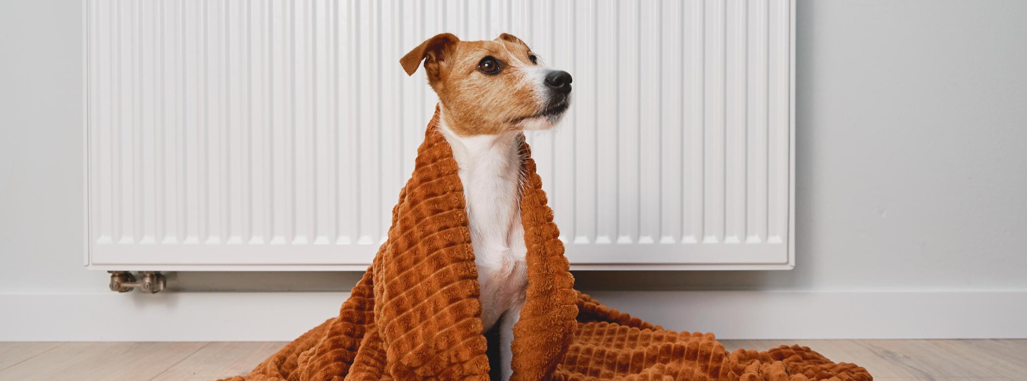 A brown-and-white Jack Russell sits with an orange blanket on them near a radiator