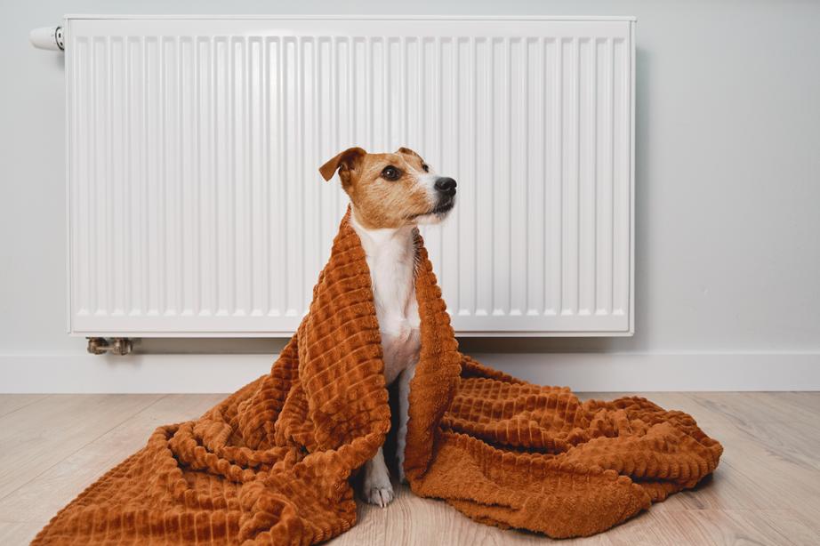 A brown-and-white Jack Russell sits with an orange blanket on them near a radiator
