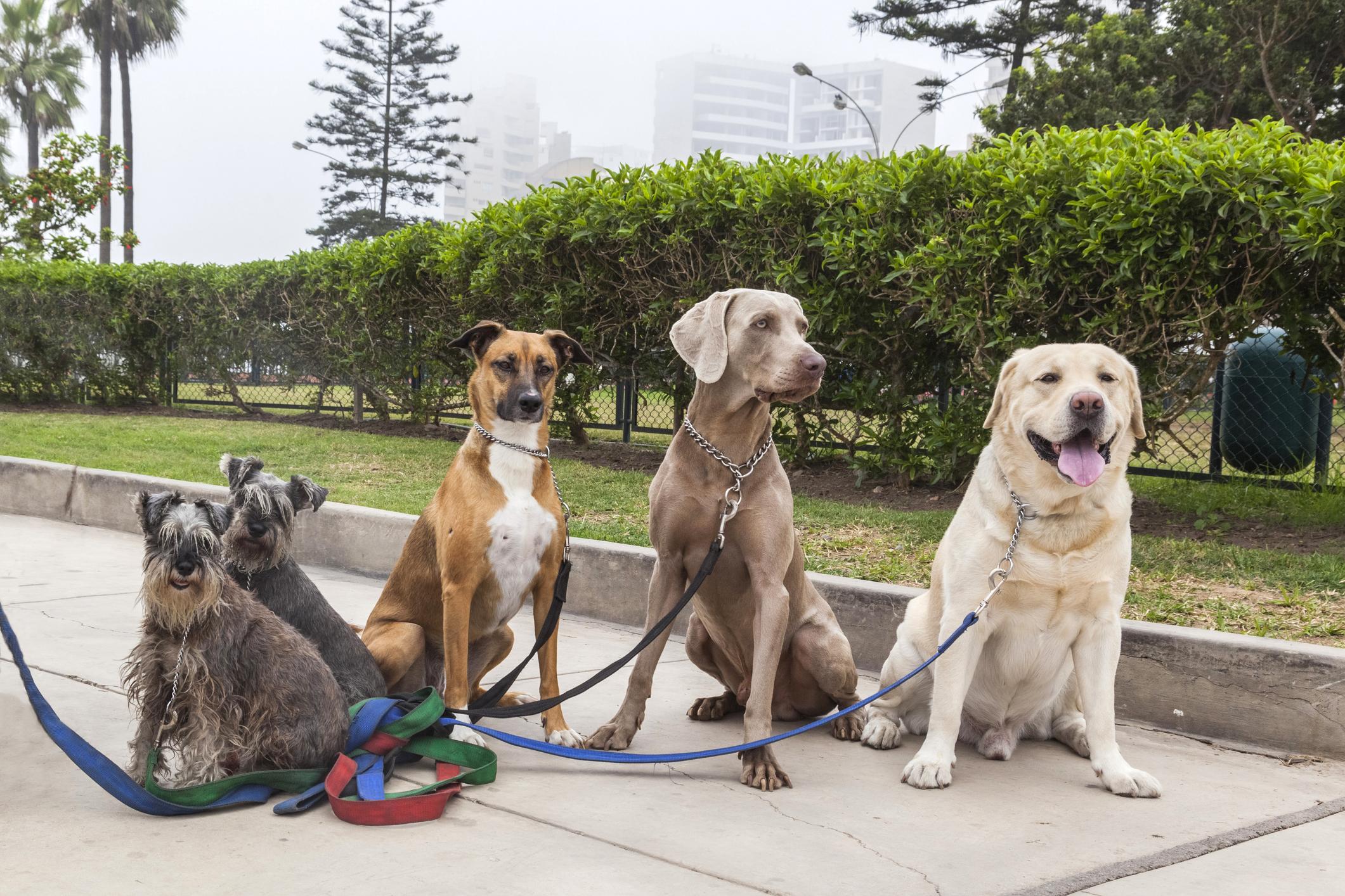 Five dogs of various breeds sitting on leashes in a park with greenery and trees in the background.