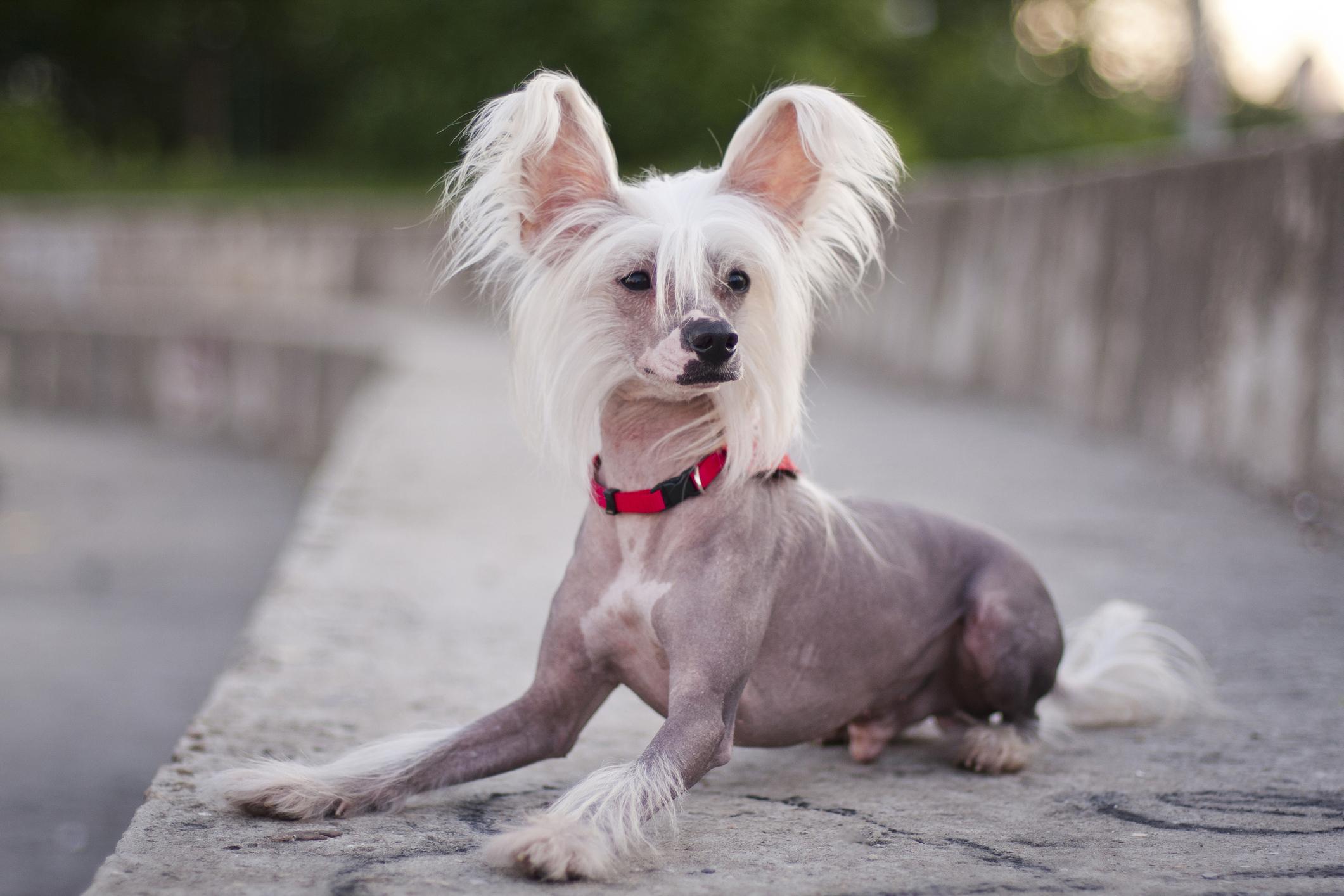 Image of a Chinese Crested Dog laying down outside