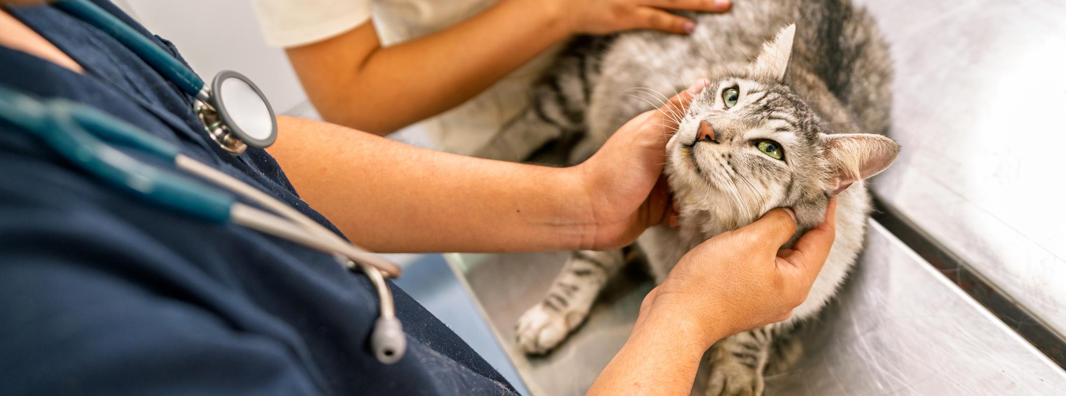 A veterinarian examines a grey tabby cat on a metal table with an assistant holding its back. The vet has a stethoscope around their neck.