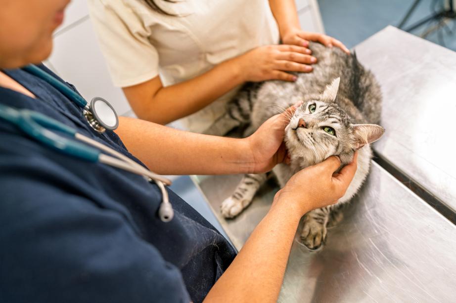 A veterinarian examines a grey tabby cat on a metal table with an assistant holding its back. The vet has a stethoscope around their neck.